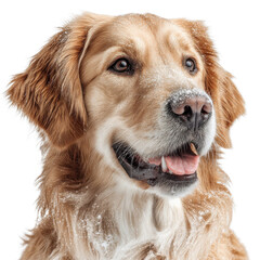 A golden retriever with snow