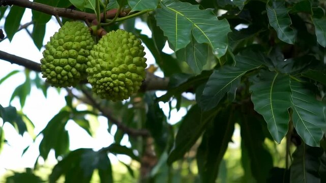 Close-up of Breadfruit Tree with Fruit and Leaves in Natural Environment