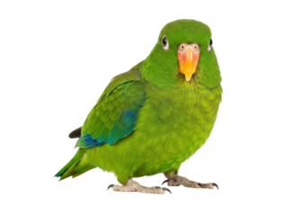 Isolated green orange-fronted parakeet parrot, standing tropical bird, exotic pet animal