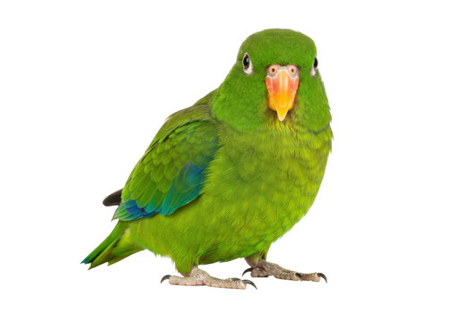 Isolated green orange-fronted parakeet parrot, standing tropical bird, exotic pet animal
