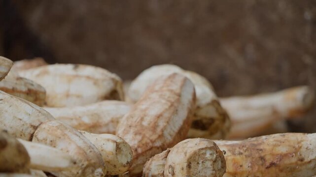Close-up of peeled cassava root for making kasav bread, Haiti. Focus on foreground