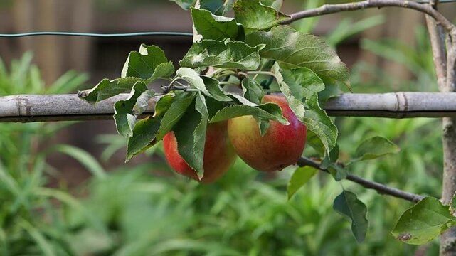 Two Jonagold apples fully ripe ready to be picked.