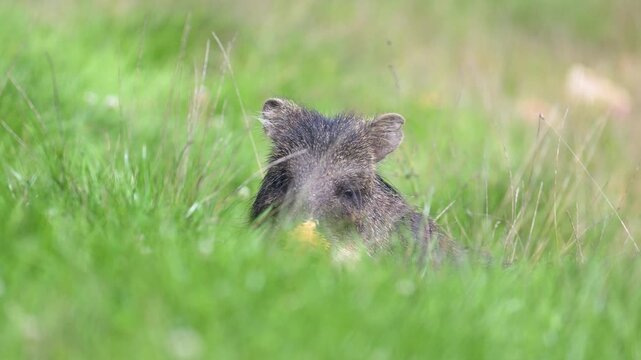 Female white-lipped peccary observing and resting in the grass of a meadow. Tayassu pecari, R&eacute;serve de la Haute-Touche, Azay le Ferron, Indre 36, r&eacute;gion Centre, France, European Union, Europe