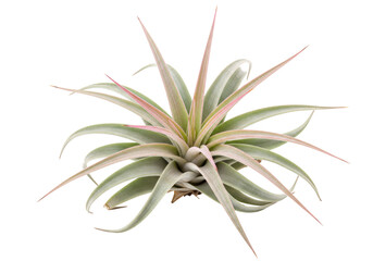Isolated air plant tillandsia xerographica with light green spiky leaves, a trendy houseplant