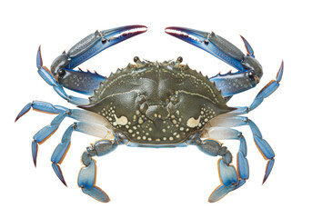 Isolated Blue Crab with Claws Extended ready for cooking, eating, or selling at a market