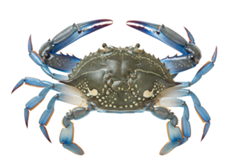 Isolated Blue Crab with Claws Extended ready for cooking, eating, or selling at a market