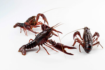 Three Fresh Live Crayfish On Dark Surface