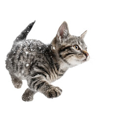 Kitten playing in the snowfall