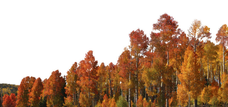 Autumn forest png border, transparent background