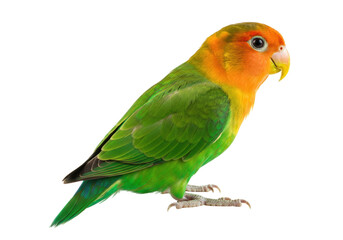 Isolated Peach-faced Lovebird standing, green-feathered, cute and vibrant, exotic, beautiful, colorful