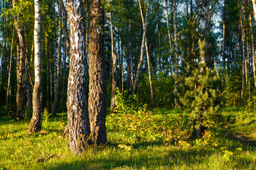 Sun-drenched birch forest at golden hour, with lush green grass and vibrant foliage. Peaceful, serene nature scene, offering a tranquil escape
