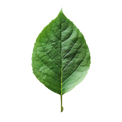 Obraz premium Vibrant green leaf detailed veins isolated against black nature plant life closeup botanical beauty