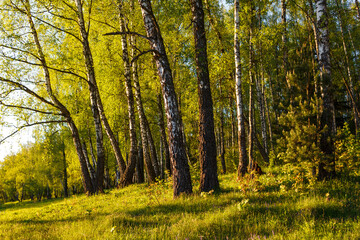 Vibrant birch grove bathed in golden spring sunlight. Fresh green leaves hint at nature's cheerful awakening and serene tranquility, offering a peaceful escape