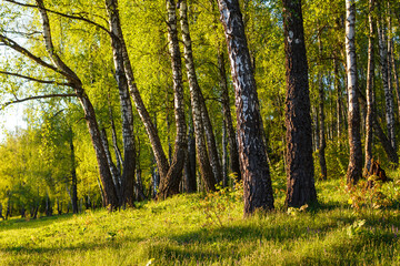 Fototapeta premium Vibrant birch grove bathed in warm spring sunlight, showcasing lush green foliage and textured bark. A serene, refreshing nature scene symbolizing renewal and life's gentle whisper