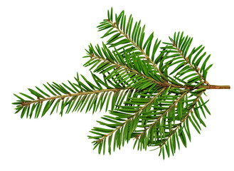 Naklejka premium Isolated pine or fir tree branch. Versatile and essential design component for creating custom holiday borders, banners, and christmas-themed compositions. Ready for use in any winter season project.