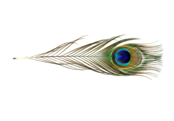 Isolated peacock feather elegance exotic iridescent eye pattern vibrant colors decor