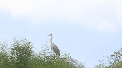 Great blue heron (Ardea herodias) standing on grass