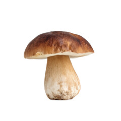 A single browncapped mushroom isolated on transparent background