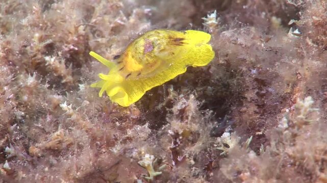 Tylodina perversa,yellow umbrella slug,nudibranch,nudybranch underwater fethiye turkey