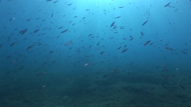 sarpa fish school underwater eating and swimming sarpa salma dream fish ocean scenery