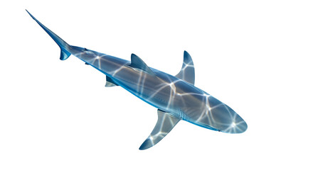 Fototapeta premium Overhead view of reef shark underwater ocean swimming animal marine life sea life graceful predator nature wildlife aquatic grayscale design isolated