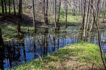 Mysterious forest pond, reflecting bare trees and blue sky. Vibrant green moss and duckweed hint at a hidden, tranquil haven. Nature's quiet rebirth in early spring