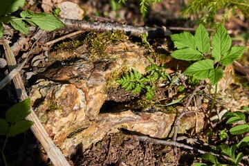 Siliceous rock with vibrant moss and fresh green plants on a sun-dappled forest floor. A testament to nature's enduring power and intricate beauty