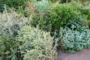 Old dry Christmas trees background. Green branches of spruce.