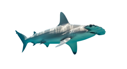 Hammerhead shark swimming through ocean water predator under sea aquatic animal isolated on transparent background realistic illustration