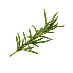 Fototapeta premium A fresh sprig of rosemary isolated on a transparent background, showcasing its aromatic leaves and woody stem