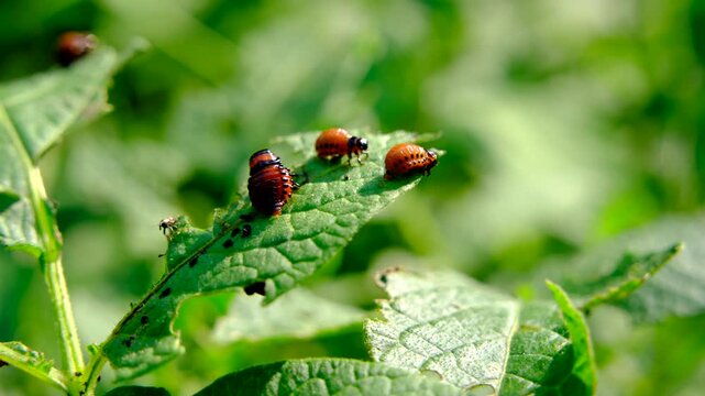 Close up of baby Colorado potato beetle feeding on white potato plant leaf destroying organic pesticide free crops
