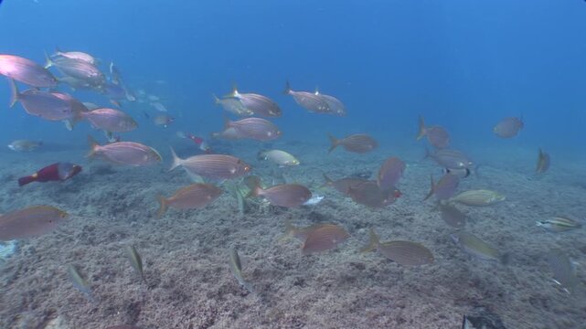 sarpa fish school underwater eating and swimming sarpa salma dream fish ocean scenery