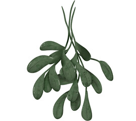 Watercolor Mistletoe Sprig