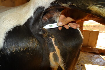 Veterinarian measures a cow’s temperature using a digital thermometer reading 40.6°C, indicating fever. Perfect for veterinary medicine, livestock health, disease diagnosis and animal care topics. Vet