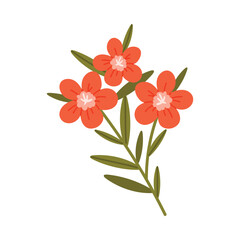 Simple isolated red Croatian flower with green leaves on white background vector illustration