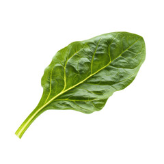 Obraz premium A single fresh spinach leaf isolated on transparent background, a vibrant green leafy vegetable
