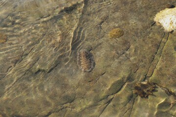 Acanthopleura granulata on coastal rock