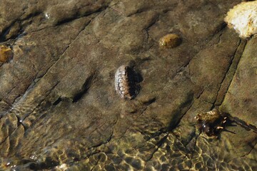 Acanthopleura granulata on coastal rock