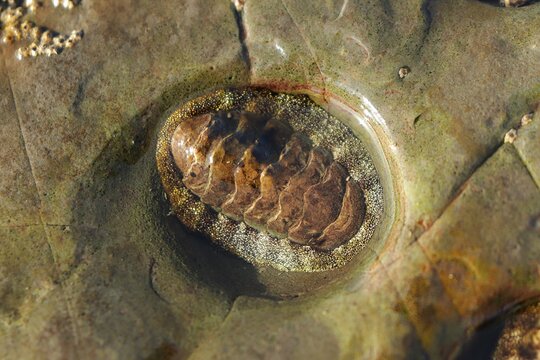 Acanthopleura granulata on coastal rock
