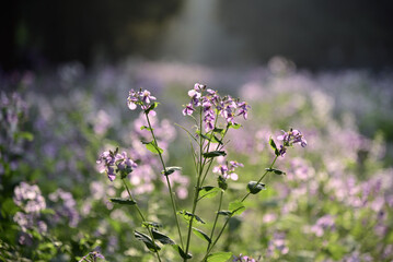 Temple of Heaven park in Spring, one of the most famous landmarks in Beijing, China