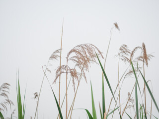 Lush Reeds By Pond In Early Summer