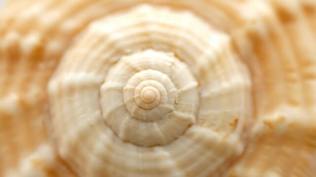 Rotating spiral seashell macro on beige background