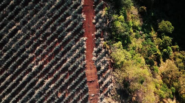 Aerial view of rows of agave plants next to the forest with contrasting colors, textures, and tones, Jalisco, Mexico.