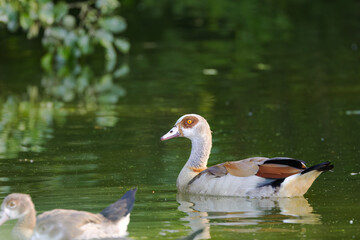 cute egyptian goose in a lake, brown goose with orange-brown eyes swimming in a calm stream, more young geese at the edge, Alopochen aegyptiaca, green leaves in the background