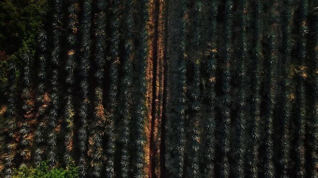 Aerial view of neatly planted agave rows creates a mesmerizing pattern, contrasting with the earthy tones of the soil, Jalisco, Jalisco, Mexico.