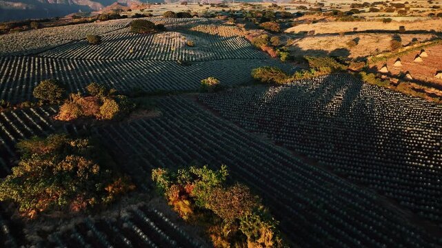 Aerial view of neatly organized rows of agave plants creating a textured landscape under the soft sunlight, Jalisco, Jalisco, Mexico.