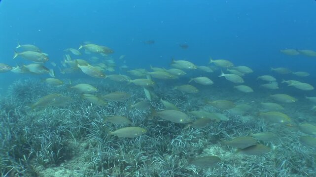 sarpa fish school underwater eating and swimming sarpa salma dream fish ocean scenery