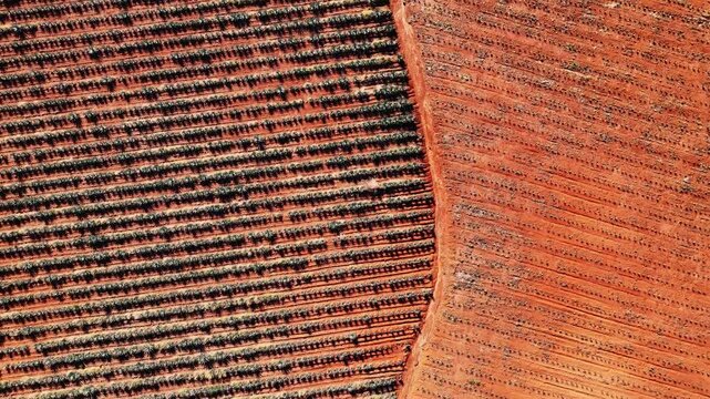 Aerial view of neatly organized agricultural fields, presenting a contrast between dark green crops and reddish-brown soil, Jalisco, Mexico.