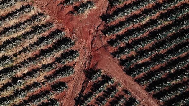 Aerial view of rows of agave plants contrasting against the red soil, creating a visually striking pattern, Jalisco, Jalisco, Mexico.