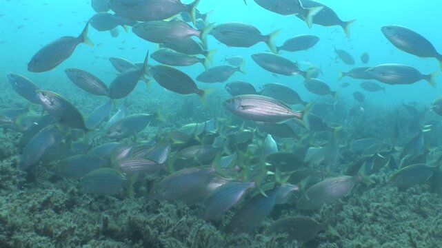 sarpa fish school underwater eating and swimming sarpa salma dream fish ocean scenery